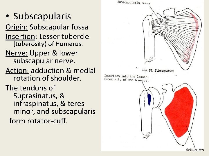  • Subscapularis Origin: Subscapular fossa Insertion: Lesser tubercle (tuberosity) of Humerus. Nerve: Upper