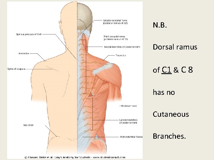 N. B. Dorsal ramus of C 1 & C 8 has no Cutaneous Branches.
