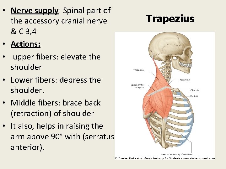  • Nerve supply: Spinal part of the accessory cranial nerve & C 3,