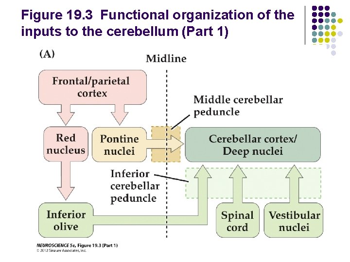 Figure 19. 3 Functional organization of the inputs to the cerebellum (Part 1) 