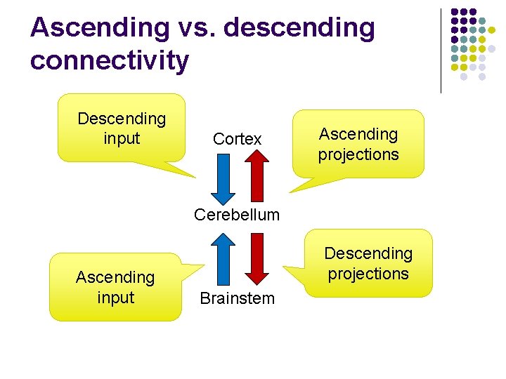 Ascending vs. descending connectivity Descending input Cortex Ascending projections Cerebellum Ascending input Descending projections