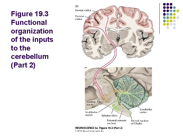 Figure 19. 3 Functional organization of the inputs to the cerebellum (Part 2) 