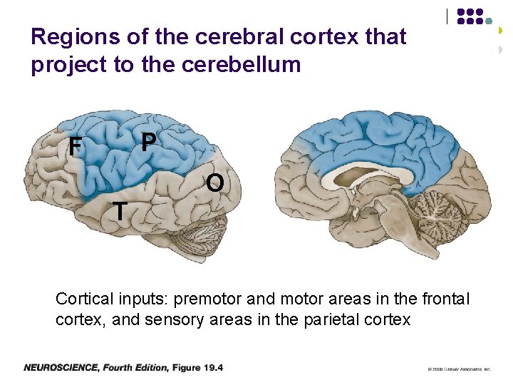 Regions of the cerebral cortex that project to the cerebellum P F T O