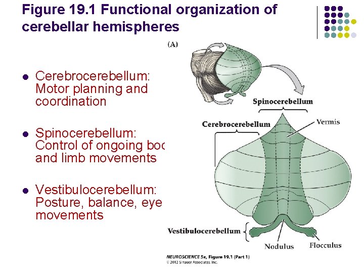 Figure 19. 1 Functional organization of cerebellar hemispheres l Cerebrocerebellum: Motor planning and coordination