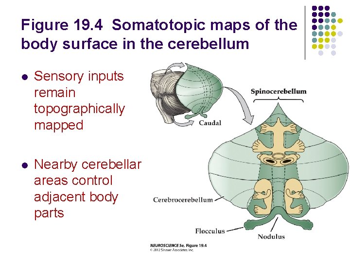 Figure 19. 4 Somatotopic maps of the body surface in the cerebellum l Sensory