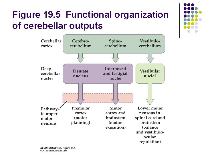 Figure 19. 5 Functional organization of cerebellar outputs 