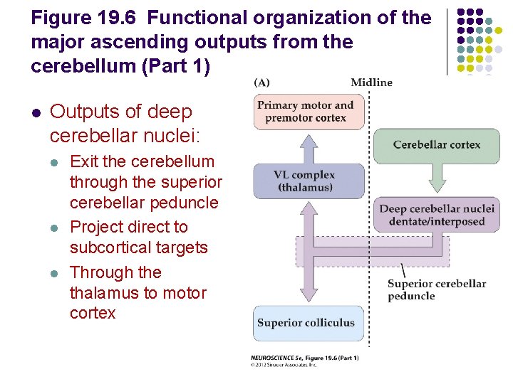 Figure 19. 6 Functional organization of the major ascending outputs from the cerebellum (Part