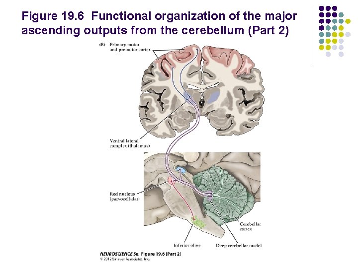 Figure 19. 6 Functional organization of the major ascending outputs from the cerebellum (Part