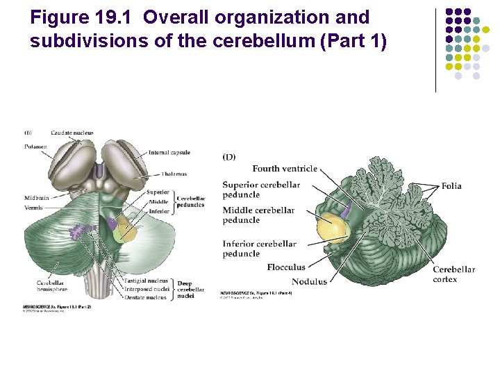 Figure 19. 1 Overall organization and subdivisions of the cerebellum (Part 1) 