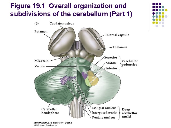 Figure 19. 1 Overall organization and subdivisions of the cerebellum (Part 1) 