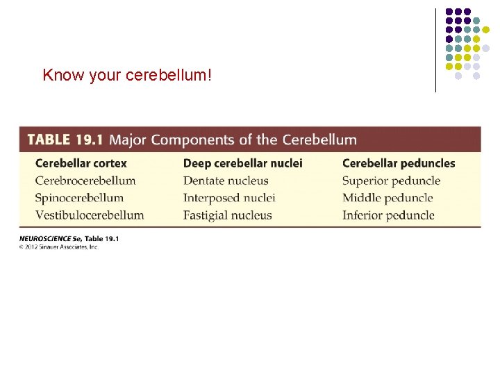 Know your cerebellum! 