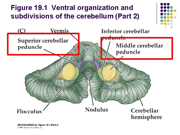 Figure 19. 1 Ventral organization and subdivisions of the cerebellum (Part 2) 