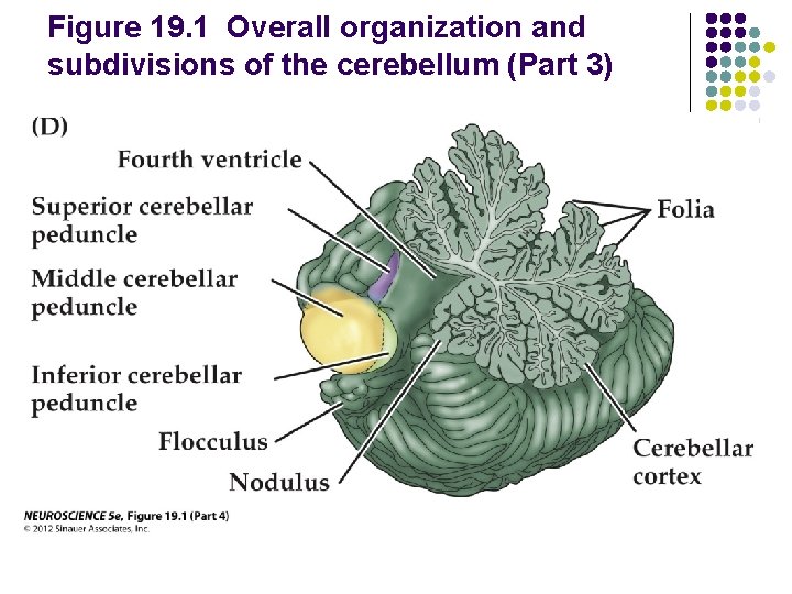 Figure 19. 1 Overall organization and subdivisions of the cerebellum (Part 3) 