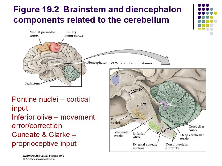 Figure 19. 2 Brainstem and diencephalon components related to the cerebellum ain Pontine nuclei