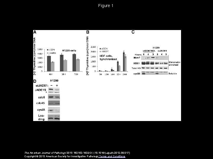 Figure 1 The American Journal of Pathology 2013 182152 -162 DOI: (10. 1016/j. ajpath.