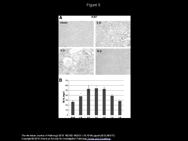 Figure 5 The American Journal of Pathology 2013 182152 -162 DOI: (10. 1016/j. ajpath.