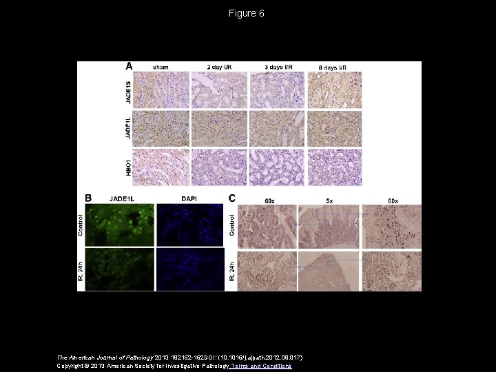 Figure 6 The American Journal of Pathology 2013 182152 -162 DOI: (10. 1016/j. ajpath.