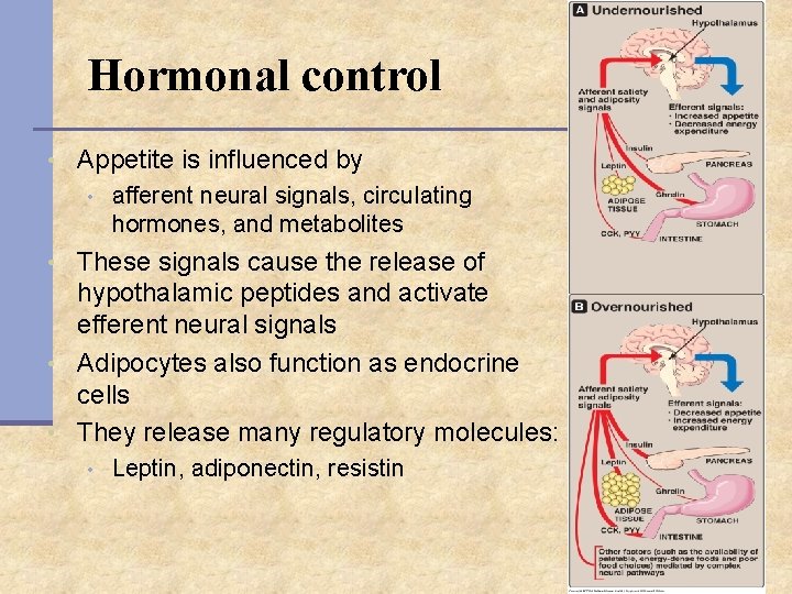 Hormonal control • Appetite is influenced by • afferent neural signals, circulating hormones, and