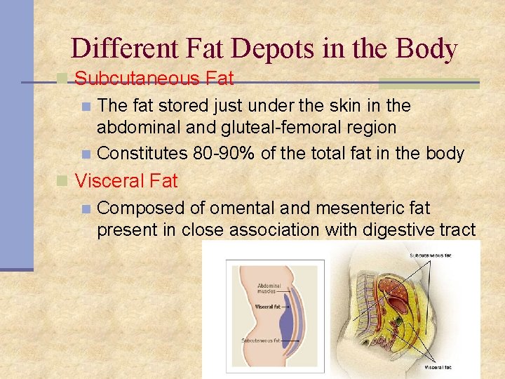 Different Fat Depots in the Body n Subcutaneous Fat n The fat stored just