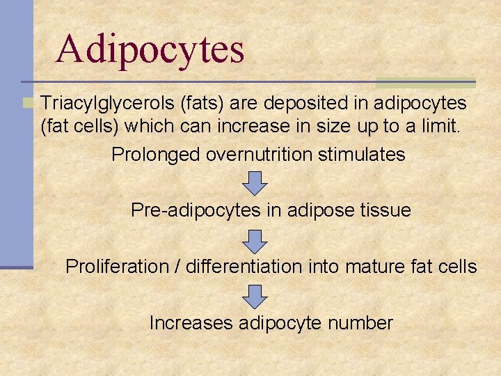 Adipocytes n Triacylglycerols (fats) are deposited in adipocytes (fat cells) which can increase in