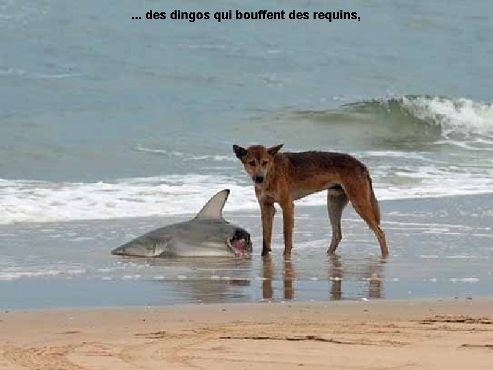 . . . des dingos qui bouffent des requins, 
