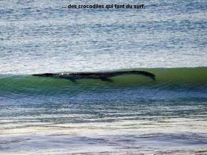 . . . des crocodiles qui font du surf, 