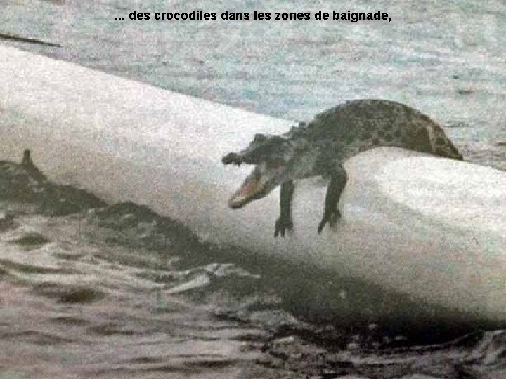 . . . des crocodiles dans les zones de baignade, 