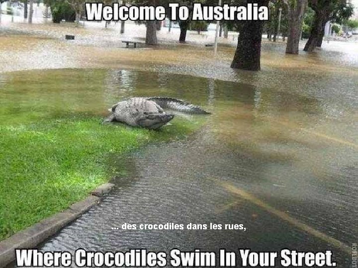 . . . des crocodiles dans les rues, 