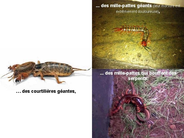 . . . des mille-pattes géants (leur morsure est extrêmement douloureuse), . . .