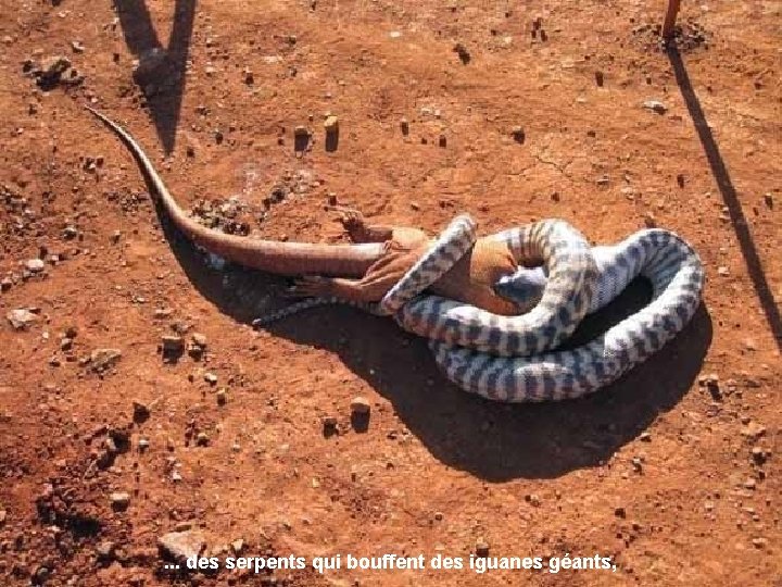 . . . des serpents qui bouffent des iguanes géants, 