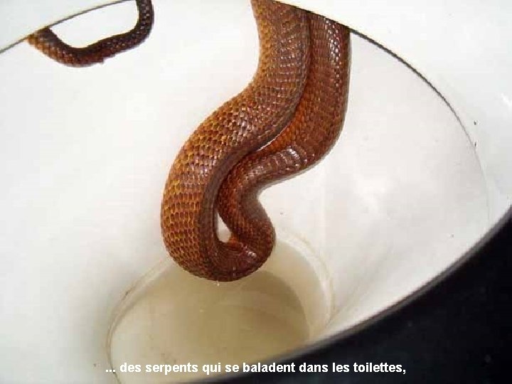 . . . des serpents qui se baladent dans les toilettes, 