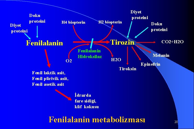 Diyet proteini Doku proteini H 4 biopterin H 2 biopterin Diyet proteini Doku proteini