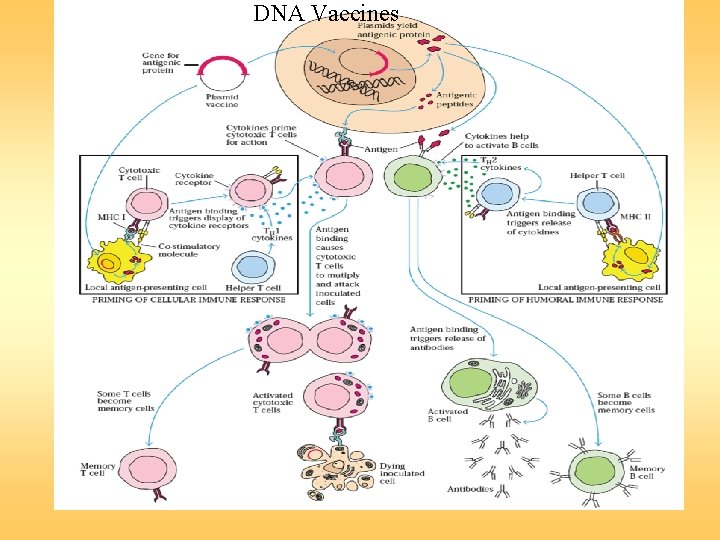 DNA Vaccines 