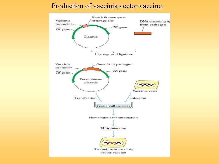 Production of vaccinia vector vaccine. 
