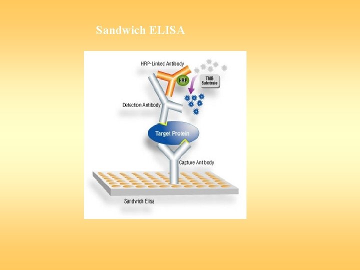 Sandwich ELISA 