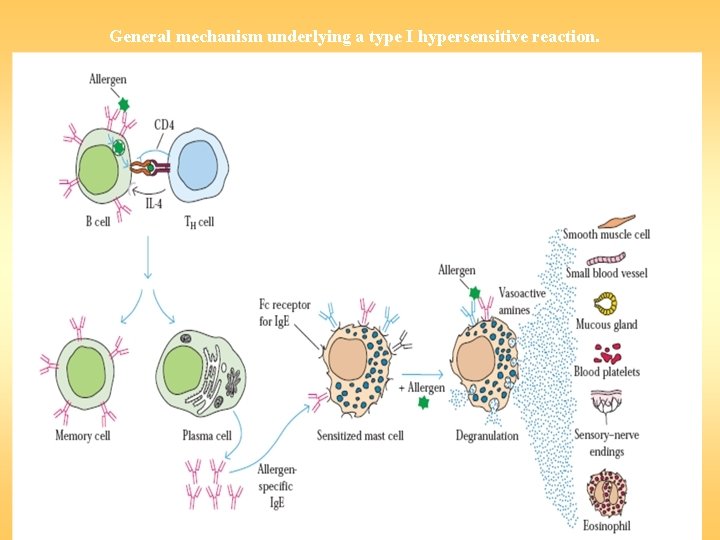 General mechanism underlying a type I hypersensitive reaction. 