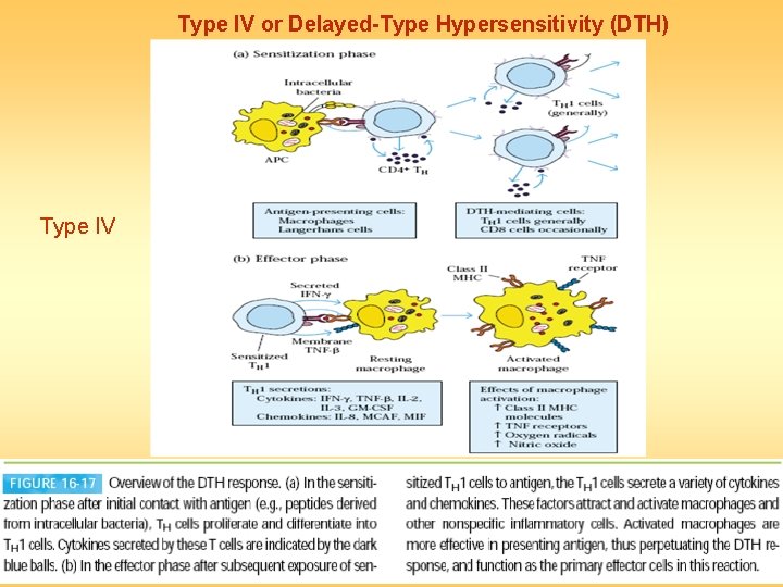 Type IV or Delayed-Type Hypersensitivity (DTH) Type IV 