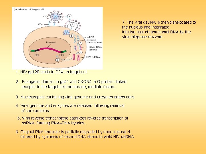 7. The viral ds. DNA is then translocated to the nucleus and integrated into