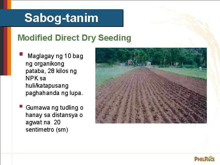 Sabog-tanim Modified Direct Dry Seeding § Maglagay ng 10 bag ng organikong pataba, 28