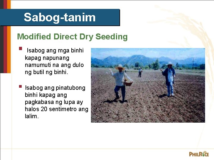 Sabog-tanim Modified Direct Dry Seeding § Isabog ang mga binhi kapag napunang namumuti na