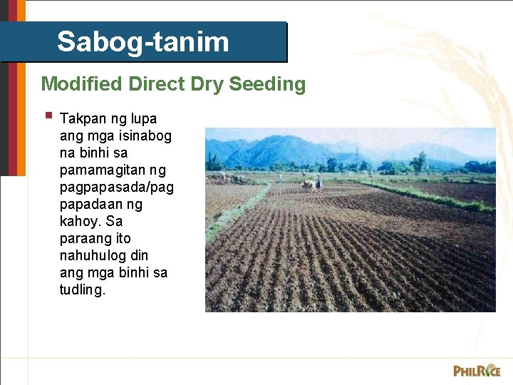 Sabog-tanim Modified Direct Dry Seeding § Takpan ng lupa ang mga isinabog na binhi