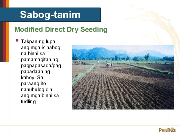Sabog-tanim Modified Direct Dry Seeding § Takpan ng lupa ang mga isinabog na binhi Sabog-tanim Modified Direct Dry Seeding § Takpan ng lupa ang mga isinabog na binhi