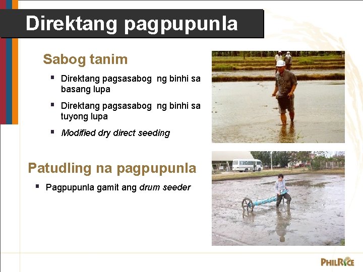 Direktang pagpupunla Sabog tanim § Direktang pagsasabog ng binhi sa basang lupa § Direktang