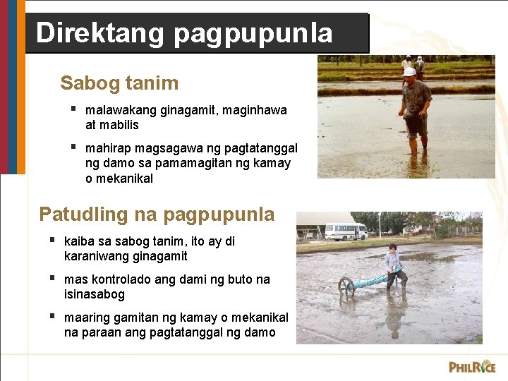 Direktang pagpupunla Sabog tanim § malawakang ginagamit, maginhawa at mabilis § mahirap magsagawa ng Direktang pagpupunla Sabog tanim § malawakang ginagamit, maginhawa at mabilis § mahirap magsagawa ng