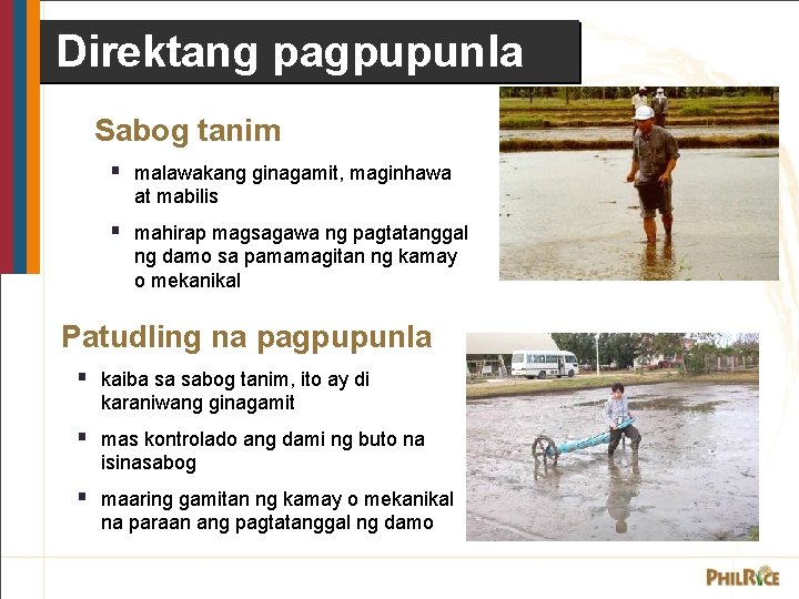 Direktang pagpupunla Sabog tanim § malawakang ginagamit, maginhawa at mabilis § mahirap magsagawa ng