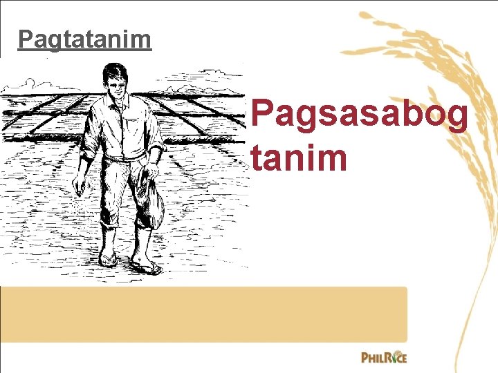 Pagtatanim Pagsasabog tanim 