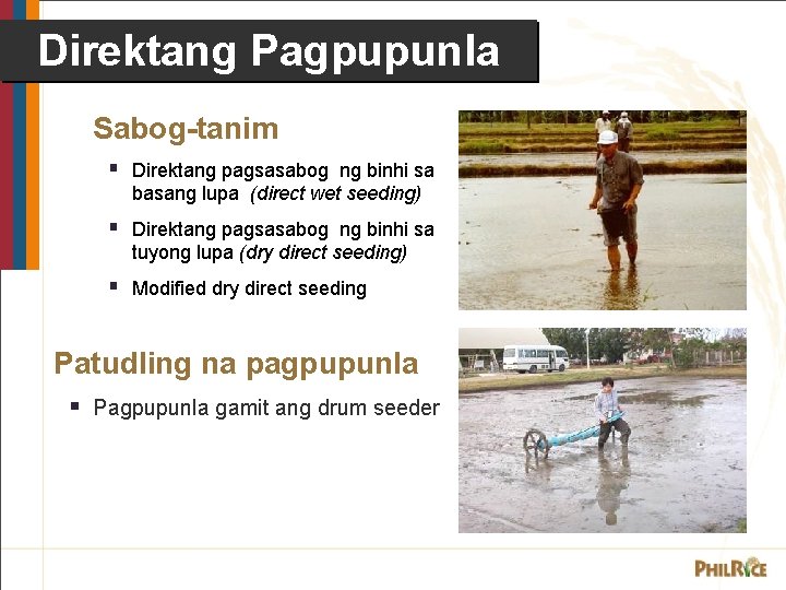 Direktang Pagpupunla Sabog-tanim § Direktang pagsasabog ng binhi sa basang lupa (direct wet seeding)