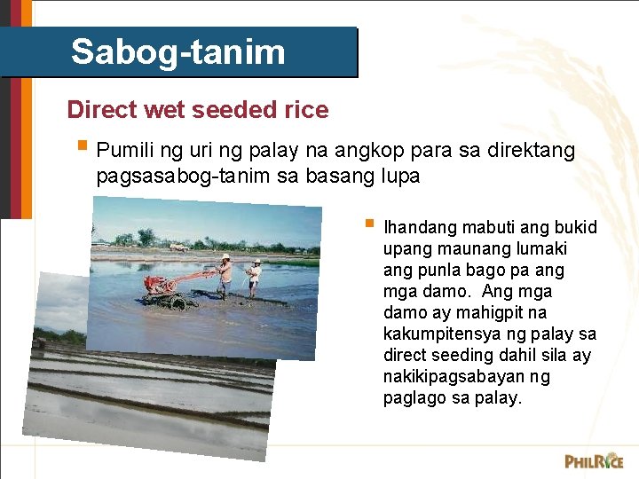 Sabog-tanim Direct wet seeded rice § Pumili ng uri ng palay na angkop para