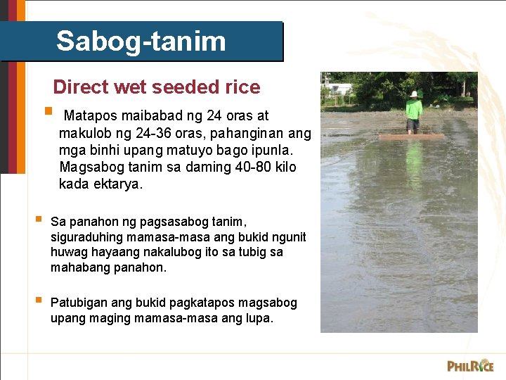 Sabog-tanim Direct wet seeded rice § Matapos maibabad ng 24 oras at makulob ng