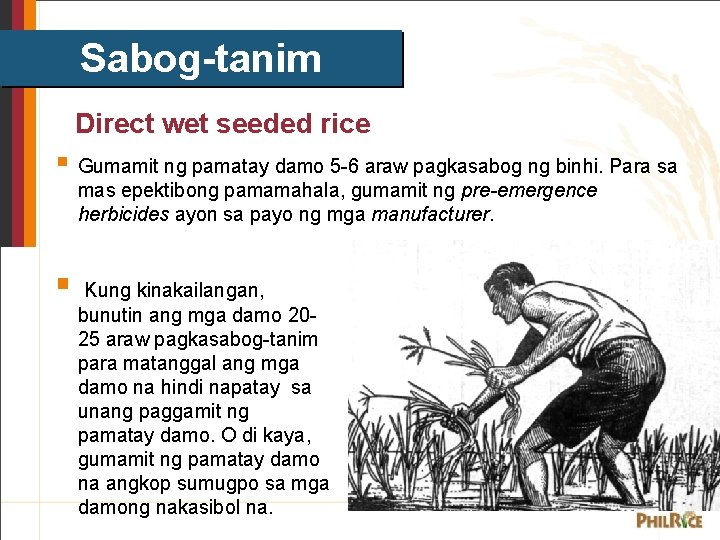 Sabog-tanim Direct wet seeded rice § Gumamit ng pamatay damo 5 -6 araw pagkasabog